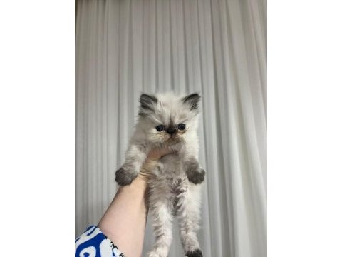 Acil yuva aranıyor