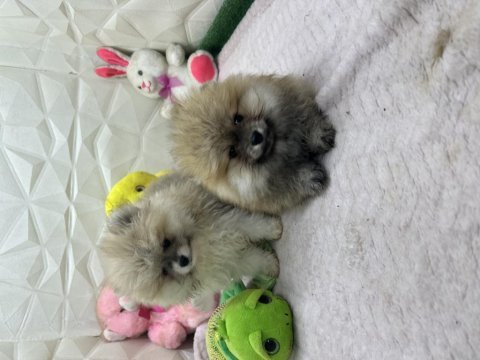 2.5 aylık erkek dişi üst kalite pomeranianlar