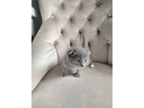 Mama karşılığında sahiplendirilecek scottish fold