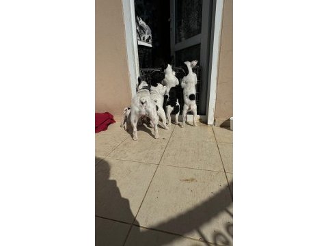 Alanyadan a kalite french bulldog yavruları
