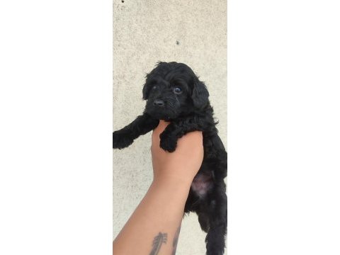 Siyah poodle inci gibi güzellikler