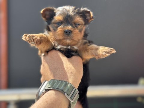 Petmode köpek çiftliğinden tea cup yorkshire