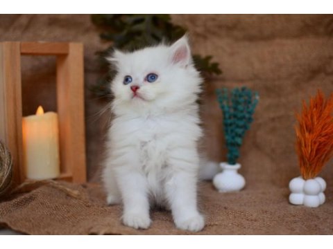 Muhteşem silver ns1133 british longhair