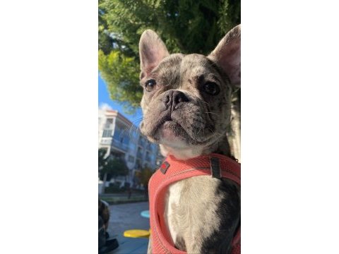 7 aylık dişi merle french bulldog acil