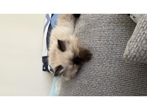 British longhair prensesim