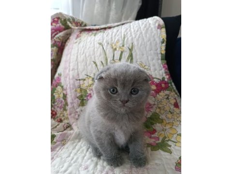 Ücretli sahiplendirme scottish fold