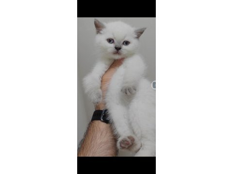 British shorthair yavrumuz