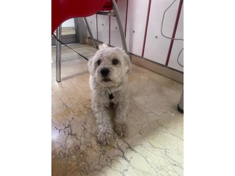 Ücretsiz sahiplendirme köpeğimiz