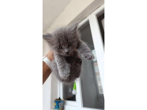 Ev ortamında büyümüş british shorthair kedilerim