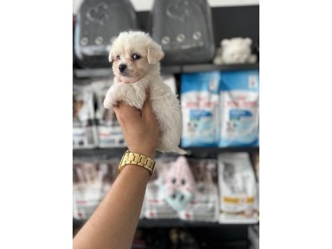 Tea cup maltese bebeklerimiz