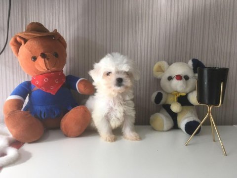Mükemmel kalitede kore maltese bebeklerimiz