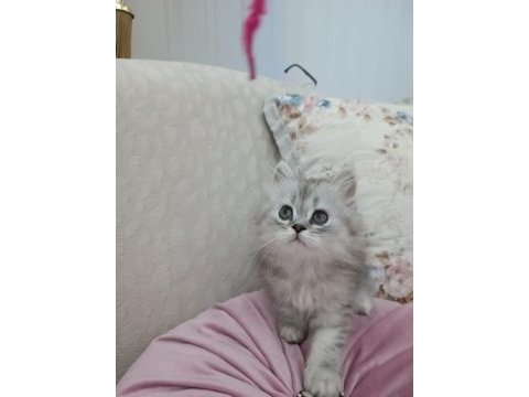 Erkek chinchilla silver yavrularımız