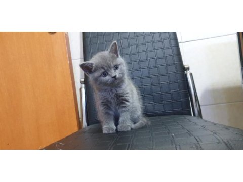 British straight ve scottish fold