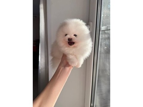 Pomeranian boo teddy bear ayi surat yavrularımız hazır