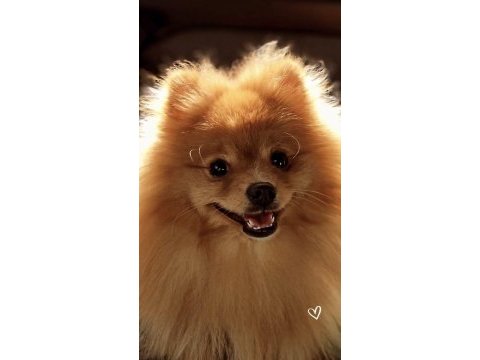 Sevimli pomeranian vegas