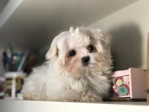 En özel kore kan tea cup maltese terrier yavrularımız