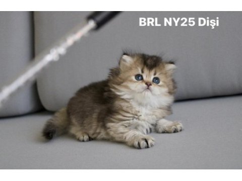 British longhair ny25 /ny11 dişi yavrular