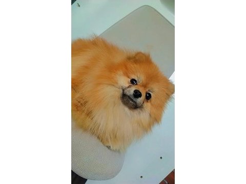 Mükemmel kürk yapısına sahip pomeranian dişi
