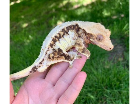 Super kalite crested geckolarımız