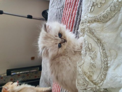 Yavru british longhair teslime hazır