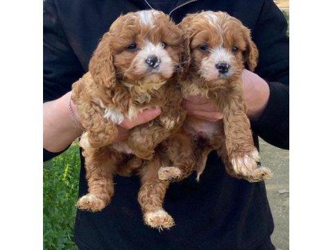 Orjinal teacup garantili maltipoo