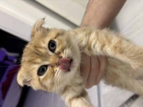 Turuncu scottish fold