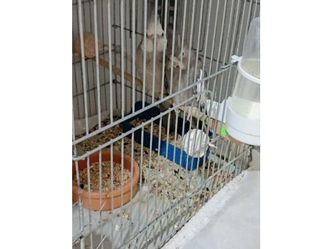 Sultan papağanı wifi eşli