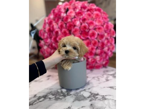 Sağlık garantili maltipoo yavrularımız