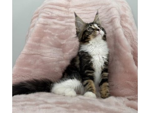 Mco dişi 2209 renk üst kaliteli maine coon