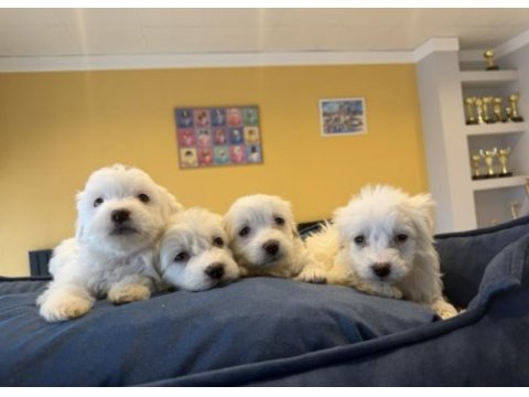 Türkiye’nin en güzel maltipoo yavruları ankara mağaza 