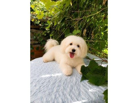 Toplu 4 adet erkek maltipoo