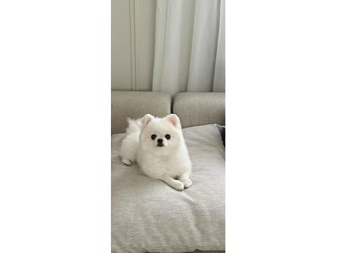 Teacup kore dişi pomeranian