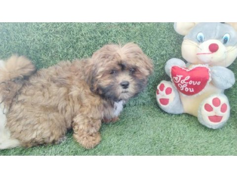 Shih poo bebekler