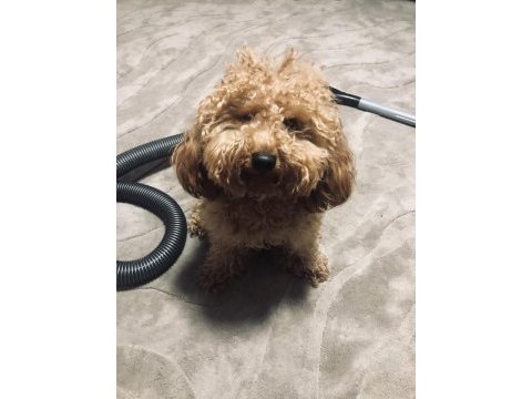 12 aylık toy poodle
