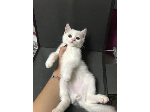British shorthair yavru