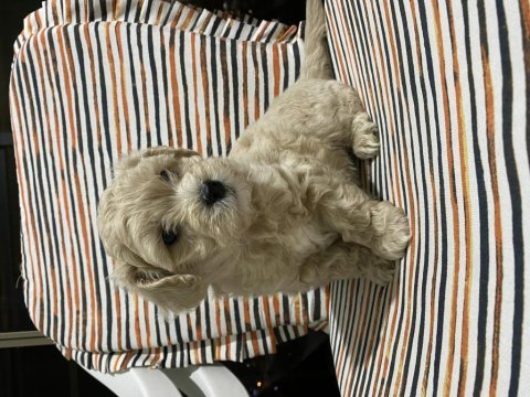 Maltipoo yavrularımız hazırdır