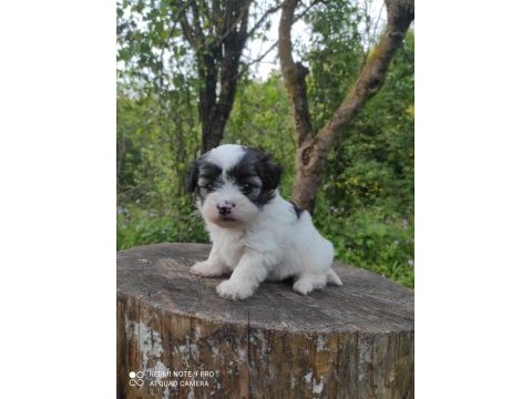 Morkie yavrular