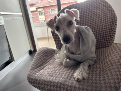 Terrier oğlana yuva