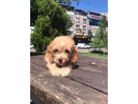 En microsu en özeli benim olsun isteyenlere poodle