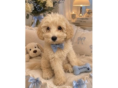 Toy poodle 70 günlük