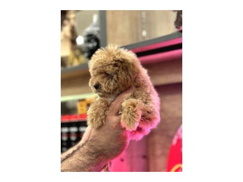 Maltipoo yavrularım sağlık ve ırk garantilidir