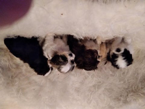 Yavru köpeklerimi sahiplendiriyorum