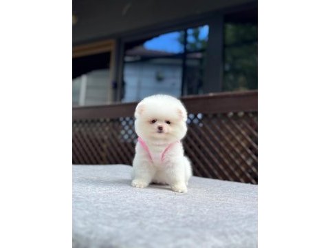 Sağlık ve ırk garantili pomeranian boo köpeği