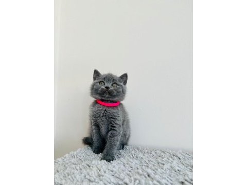 Gri brıtısh shorthair yavrular