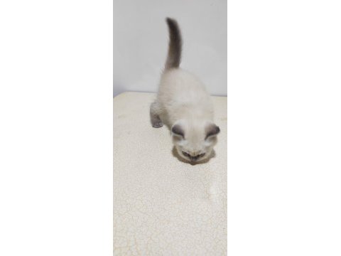 Scottish fold blue point uzun kulak