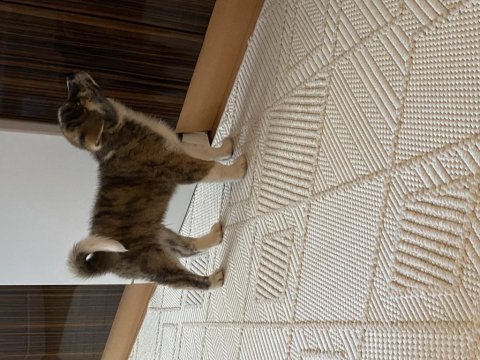 Erkek japon akita inu