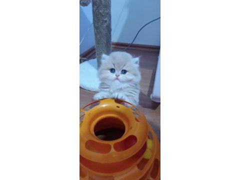 Ayı surat show kalitede safkan british