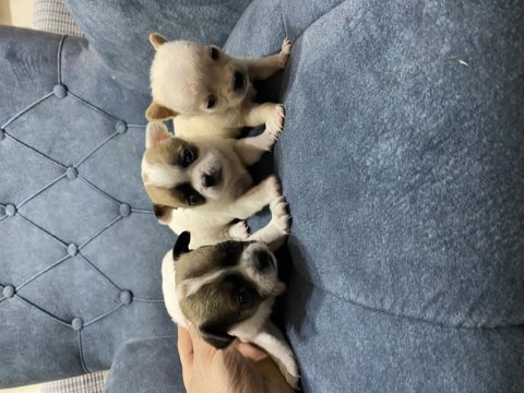 Chihuahua minik yavrularım