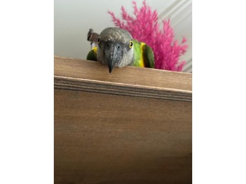 Senegal papağanı