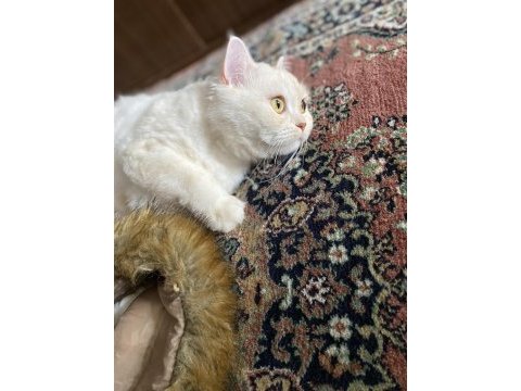 1.5 yaşında british longhair